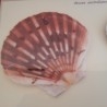 PECTEN AUSTRALIANO EN VITRINA. PAREJA