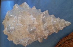  conchas. Bursa Bubo Blanca. Replica