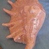 Caracolas