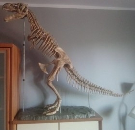 Dinosaurio. Tiranosaurio Rex. Años 90. Desmontable. Gran tamaño. 2 m de largo.