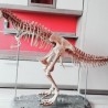Dinosaurio. Tiranosaurio Rex. Años 90. Desmontable. Gran tamaño. 2 m de largo.