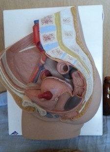 Modelo anatómico de la pelvis femenina. Desmontable.