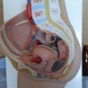 Modelo anatómico de la pelvis femenina. Desmontable.