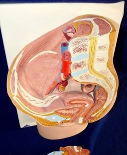 Modelo anatómico de la pelvis femenina. Desmontable.