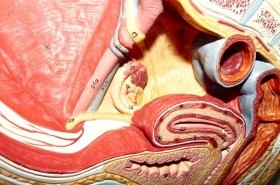 Modelo anatómico de la pelvis femenina. Desmontable.