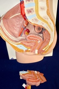 Modelo anatómico de la pelvis femenina. Desmontable.