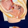 Modelo anatómico de la pelvis femenina. Desmontable.