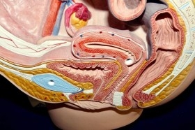 Modelo anatómico de la pelvis femenina. Desmontable.