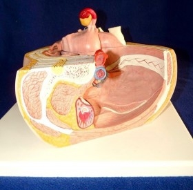 Modelo anatómico de la pelvis femenina. Desmontable.