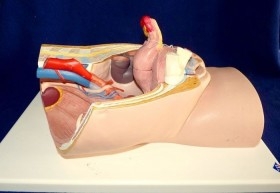 Modelo anatómico de la pelvis femenina. Desmontable.