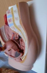 Modelo anatómico de la pelvis femenina. Desmontable.