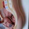 Modelo anatómico de la pelvis femenina. Desmontable.