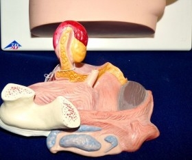 Modelo anatómico de la pelvis femenina. Desmontable.