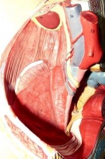 Modelo anatómico de la pelvis femenina. Desmontable.