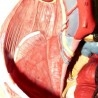 Modelo anatómico de la pelvis femenina. Desmontable.