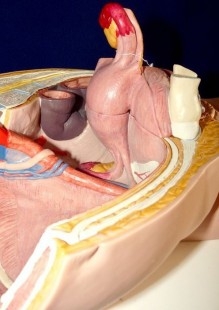 Modelo anatómico de la pelvis femenina. Desmontable.
