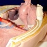 Modelo anatómico de la pelvis femenina. Desmontable.