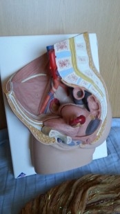 Modelo anatómico de la pelvis femenina. Desmontable.