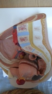 Modelo anatómico de la pelvis femenina. Desmontable.