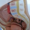 Modelo anatómico de la pelvis femenina. Desmontable.