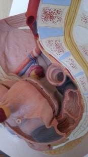 Modelo anatómico de la pelvis femenina. Desmontable.