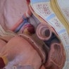 Modelo anatómico de la pelvis femenina. Desmontable.