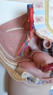 Modelo anatómico de la pelvis femenina. Desmontable.