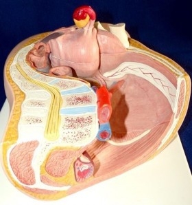 Modelo anatómico de la pelvis femenina. Desmontable.