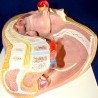 Modelo anatómico de la pelvis femenina. Desmontable.