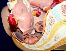 Modelo anatómico de la pelvis femenina. Desmontable.