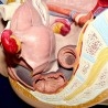 Modelo anatómico de la pelvis femenina. Desmontable.