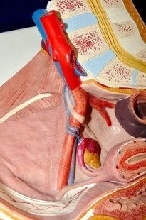 Modelo anatómico de la pelvis femenina. Desmontable.