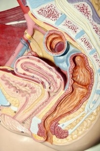 Modelo anatómico de la pelvis femenina. Desmontable.