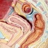 Modelo anatómico de la pelvis femenina. Desmontable.