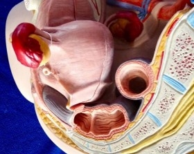 Modelo anatómico de la pelvis femenina. Desmontable.