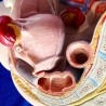 Modelo anatómico de la pelvis femenina. Desmontable.
