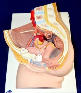 Modelo anatómico de la pelvis femenina. Desmontable.