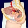 Modelo anatómico de la pelvis femenina. Desmontable.