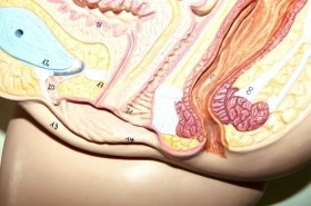 Modelo anatómico de la pelvis femenina. Desmontable.