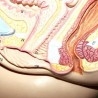 Modelo anatómico de la pelvis femenina. Desmontable.