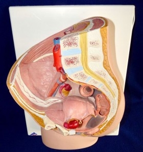 Modelo anatómico de la pelvis femenina. Desmontable.