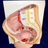 Modelo anatómico de la pelvis femenina. Desmontable.