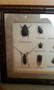 Insectos disecados en vitrina. 19 ejemplares diferentes e identificados.