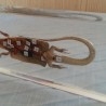 Lagartija diseccionada en placa de metacrilato. Especial para asignatura de ciencias naturales en colegios.