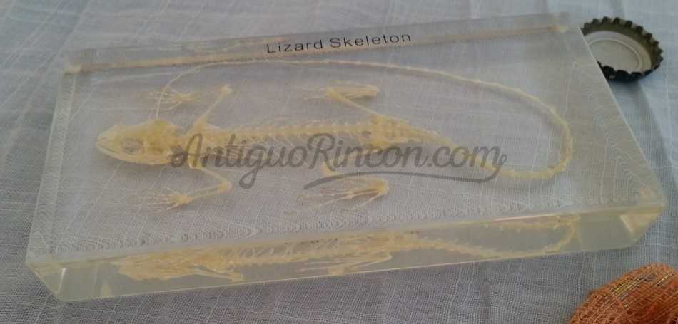 Lagartija esqueletizada. en placa de metacrilato. Especial para asignatura de ciencias naturales en colegios. Esqueleto. Lagartija esqueletizada. en placa de metacrilato. Especial para asignatura de ciencias naturales en colegios. Esqueleto.