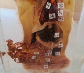 Conejo diseccionado. en placa transparente. Especial para asignatura de ciencias naturales en colegios.