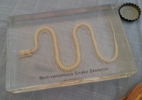 Serpiente esqueletizada. Placa transparente. Especial para asignatura de ciencias naturales en colegios. Esqueleto.