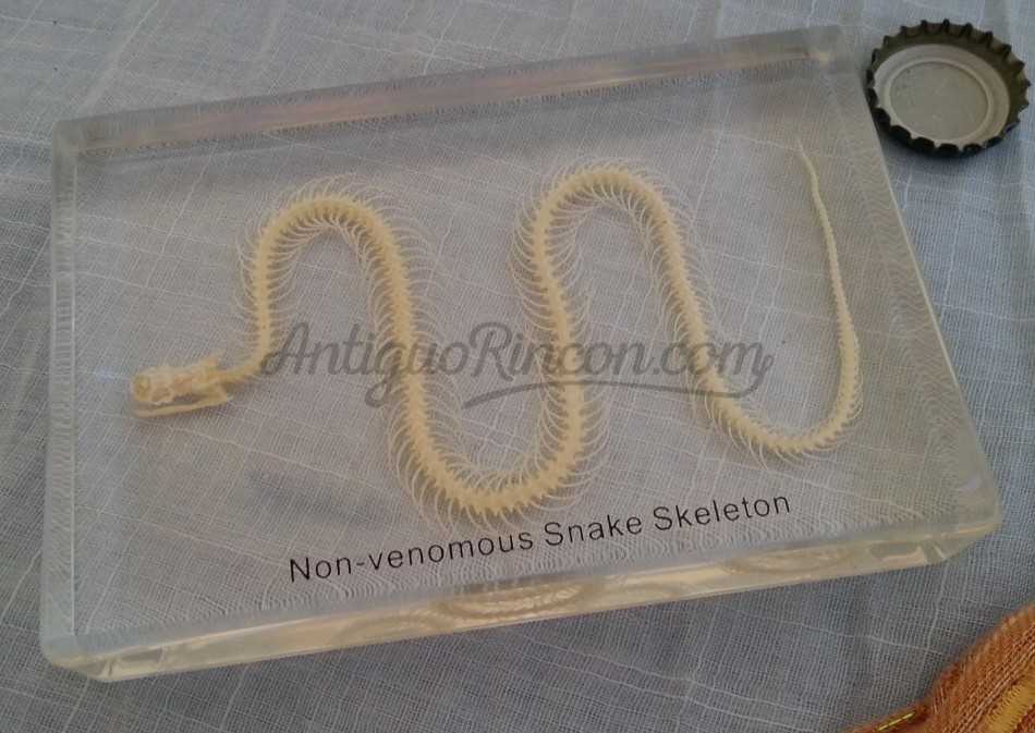 Serpiente esqueletizada. Placa transparente. Especial para asignatura de ciencias naturales en colegios. Esqueleto.