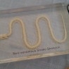 Serpiente esqueletizada. Placa transparente. Especial para asignatura de ciencias naturales en colegios. Esqueleto.