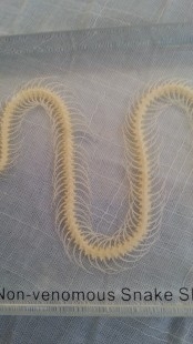 Serpiente esqueletizada. Placa transparente. Especial para asignatura de ciencias naturales en colegios. Esqueleto.